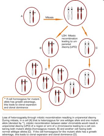 Mutazione JAK2 (V617F) La mutazione è stata individuata in forma più frequentemente eterozigote, talora come omozigote Il meccanismo alla base della forma omozigote è + spesso quello della