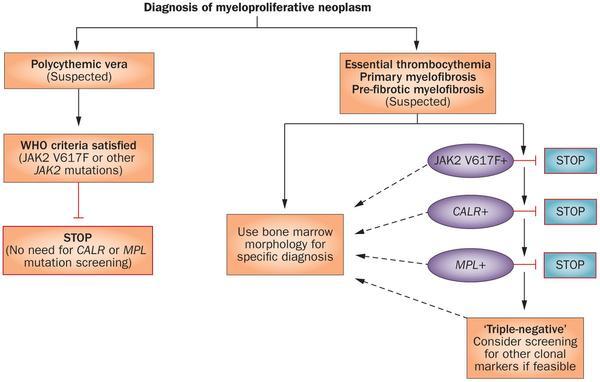 NUOVO ALGORITMO DIAGNOSTICO PROPOSTO per DIAGNOSI MPN