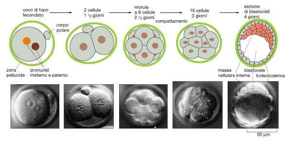 In tutti i mammiferi le prime fasi dello sviluppo embrionale a partire dallo zigote avvengono