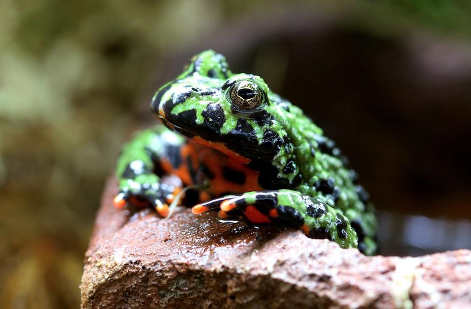 La Bombina Orientalis: Il genere Bombina comprende una molteplice quantità di specie al suo interno. La più rappresentata e presente negli acqua terrari del mondo è sicuramente la Bombina Orientalis.