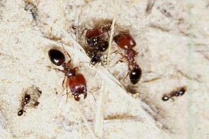 Il polimorfismo di casta tra le formiche è talmente