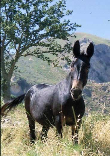 L ibrido tra l asino e la cavalla è sterile! Specie distinte.