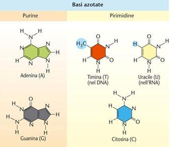 BASI PURINICHE E PIRIMIDINICHE Le basi puriniche sono formate da 2 anelli condensati, le pirimidiniche