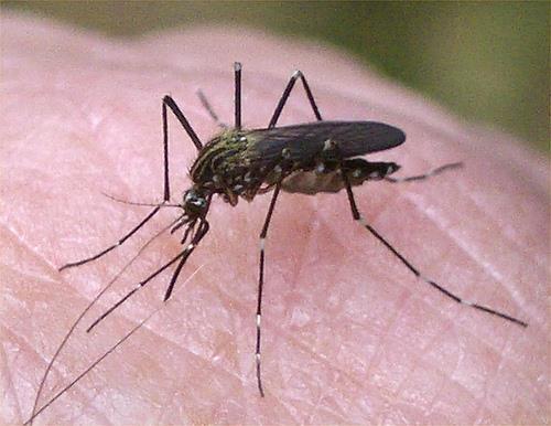 Aedes japonicus (zanzara giapponese) Arrivo in Italia: 2015 (provincia di Udine, Carnia) Area di origine: Sud-est asiatico, Giappone, Coree, Cina, Russia Aree colonizzate: Stati uniti, Canada, Europa