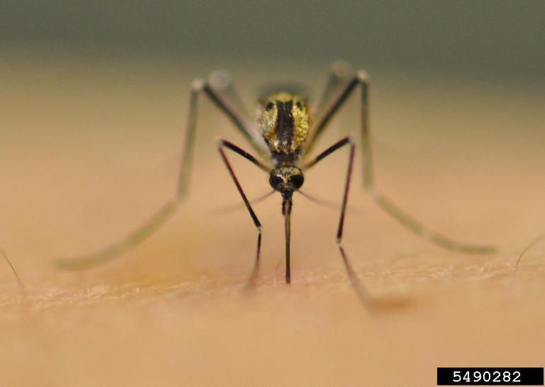 Aedes atropalpus Area di origine: Nord e Centro America Habitat: aree naturali e antropizzate Biologia: Diurna, esofila, antropofila Tollerante al freddo Si