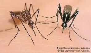Quali sono le specie di zanzare invasive?