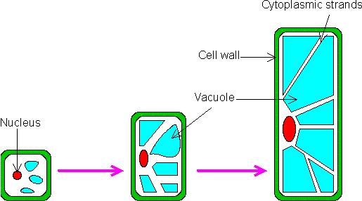 Vacuolo: ruolo nella