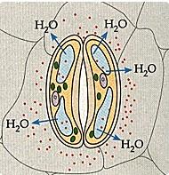 cellule di guardia Stomi L apertura e la chiusura degli stomi dipendono da