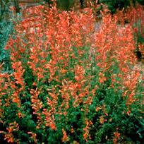 Agastache aurantiaca Salvia nemorosa Caradonna Nutrici dei bruchi: