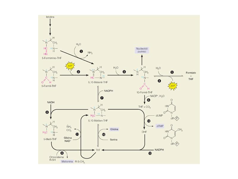 Reazioni metaboliche che partecipano alla sintesi, interconversione