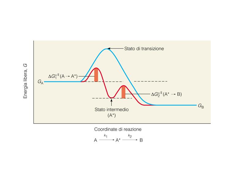 Catalisi enzimatica La velocità di una reazione è descritta dall equazione di Arrhenius: k = Ae -Ea/RT in cui A è il