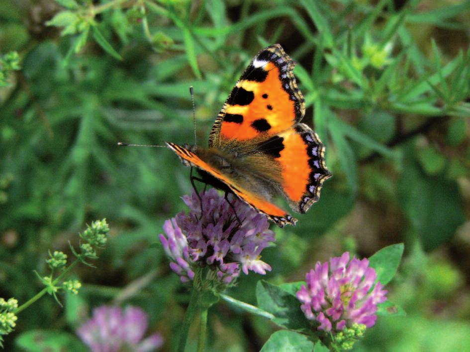 LA GESTIONE E IL RECUPERO DELLE PRATERIE DELL APPENNINO SETTENTRIONALE 1 9 Foto 3. La vanessa dell ortica (Aglais urticae) è una farfalla tipica delle praterie montane Foto di G.