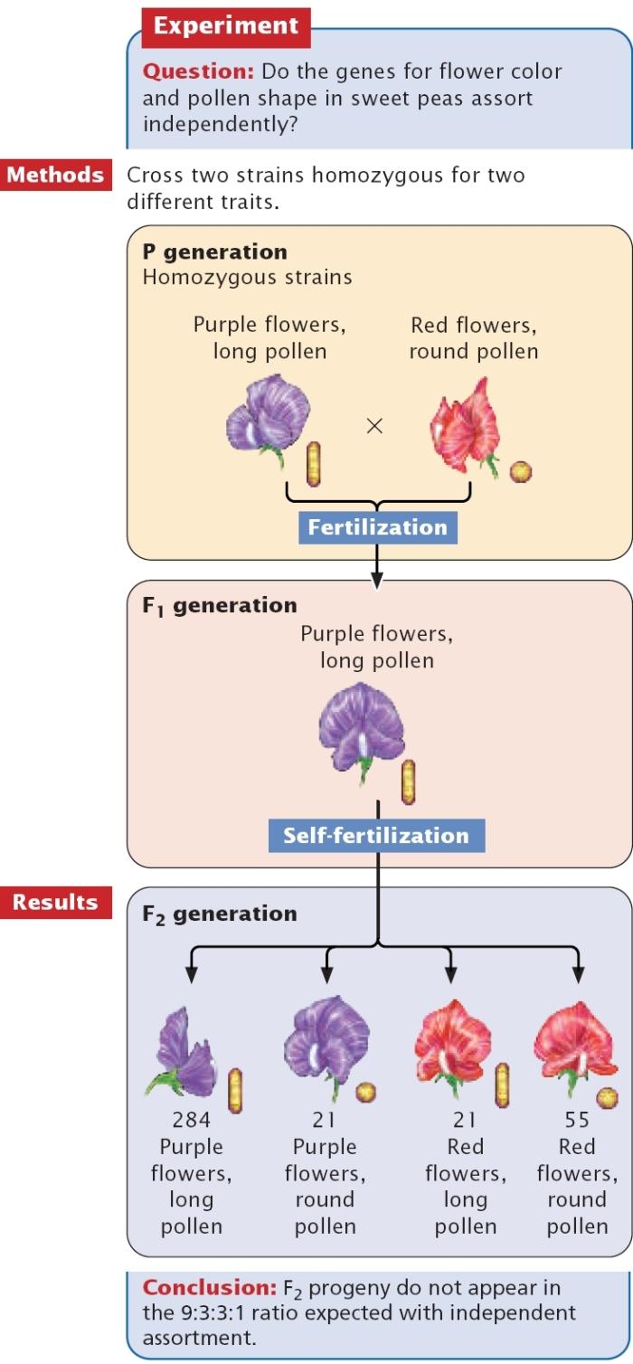 Bateson e Punnett: la scoperta della Associazione Genica (Linkage) P PP LL x pp ll PP LL pp ll F1 Gameti Pp Ll Fiori porpora e granuli allungati