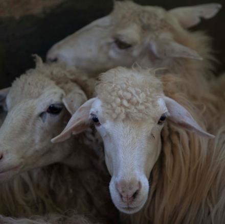 SETTORE Valorizzazione di aree rurali margi