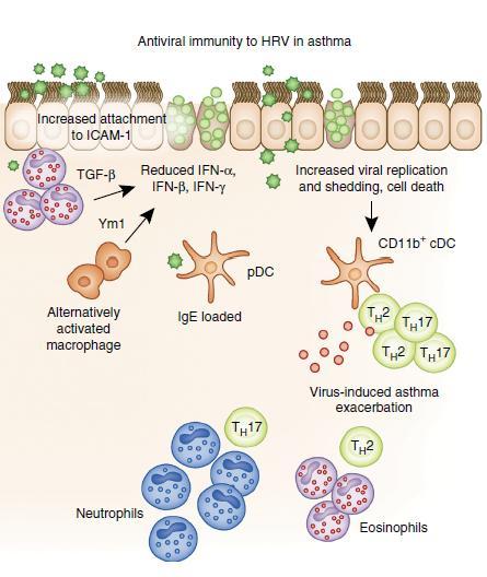 L alto carico virale danneggia l epitelio, determinando l attivazione delle *CD11b+cDC presenti che polarizzano verso i fenotipi TH2 o TH17 con conseguente