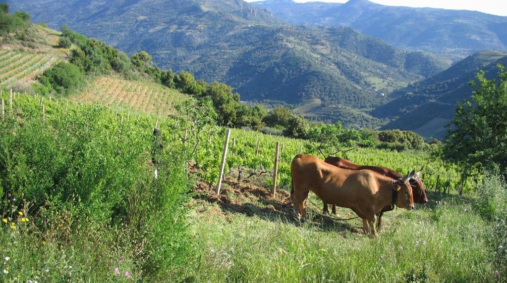 I vigneti del Cannonau Vecchi Vigneti prima dei reimpianti: insieme di individui (popolazioni) con caratteristiche anche diverse tra loro ma sempre riconducibili ad una