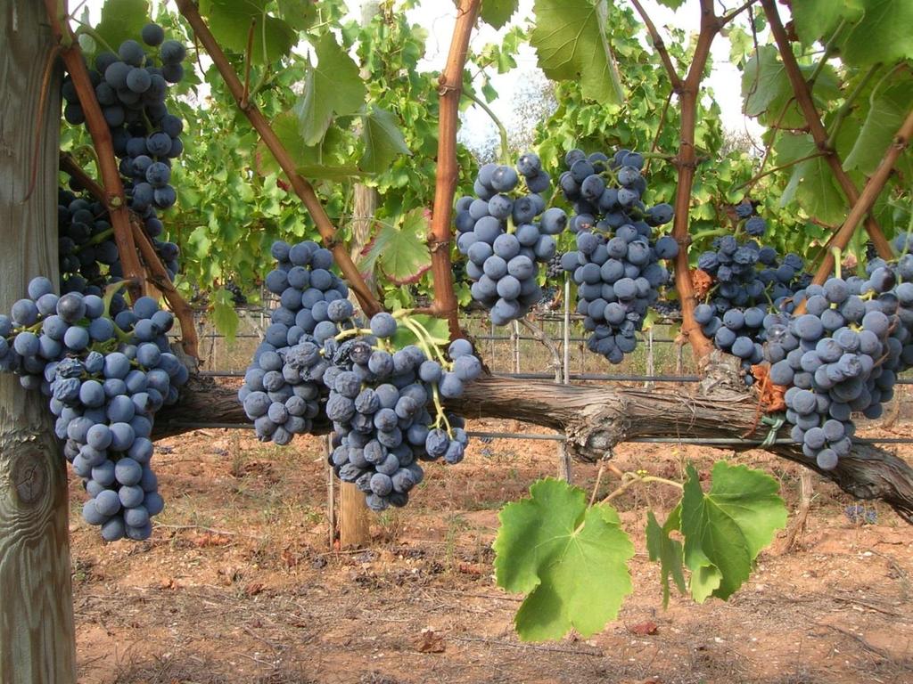 Prova di confronto biotipi di Cannonau