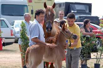 Futurity Female Owner/Breeder: Arabian Horse Prestige Grea Dahman x Cristal Owner/Breeder: Arabian Horse Prestige Nella categoria Futurity Femmine, primo posto per *Aidha Fanà (Hadidi x SL Pharida)