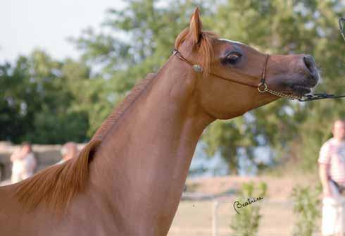 va rose of alija Gold Medal Fillies Owner: Dubai Arabian Horse Stud