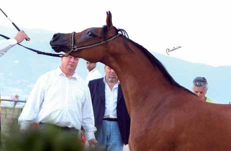 Fiesoli Cristiano - Breeder: Marco Capelli