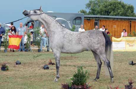 IMPERIAL BAaLEENA Silver Medal Mares Owner: Groenen Pierre - Breeder: Imperial Egyptian Stud