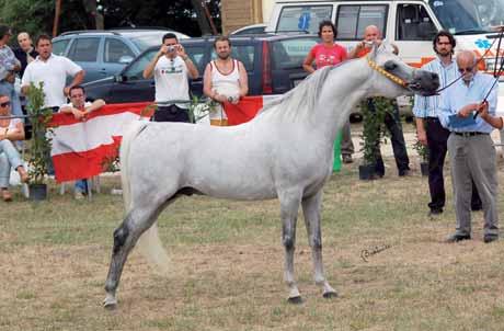 sdp whisper Silver Medal Stallions Owner: Teobaldelli Angelo - Breeder: SDP Horses Srl Il