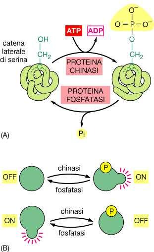 Regolazione positiva