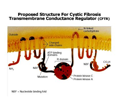 Fibrosi