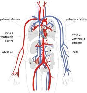 Perfusione Definizione Con il termine PERFUSIONE si intende l apporto alle cellule di ossigeno e di altre sostanze