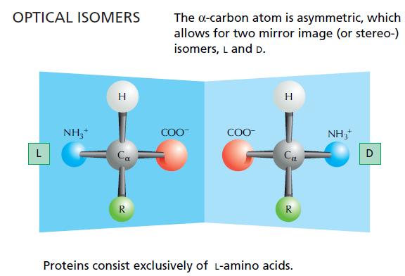 Perché gli amino acidi sono tutti levogiri?