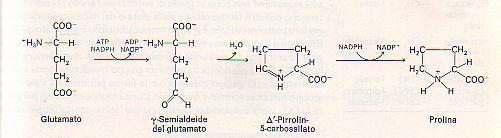 Dal glutammato alla