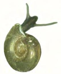 Divisione: MOLLUSCHI classe: GASTEROPODI Famiglia: Planorbidae HABITAT ADATTAMENTO ALLA CORRENTE ESIGENZE NUTRIZIONALI Macrofite e substrati duri di acque ferme o