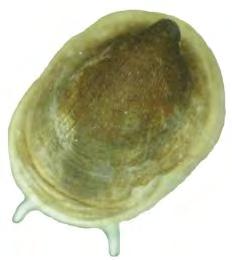 Divisione: MOLLUSCHI classe: GASTEROPODI Famiglia: Ancylidae sp.