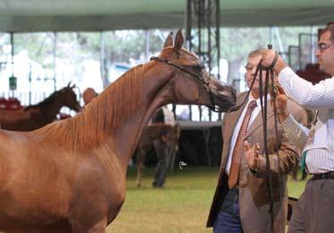 Place Futurity Male FEUER JADE AJMAN MONISCIONE X NEVA BINT