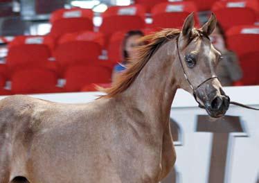 HADIDI O: SETTIMOCIELO B: ANNARATONE FERRARONI MARIA RITY FUTURITY