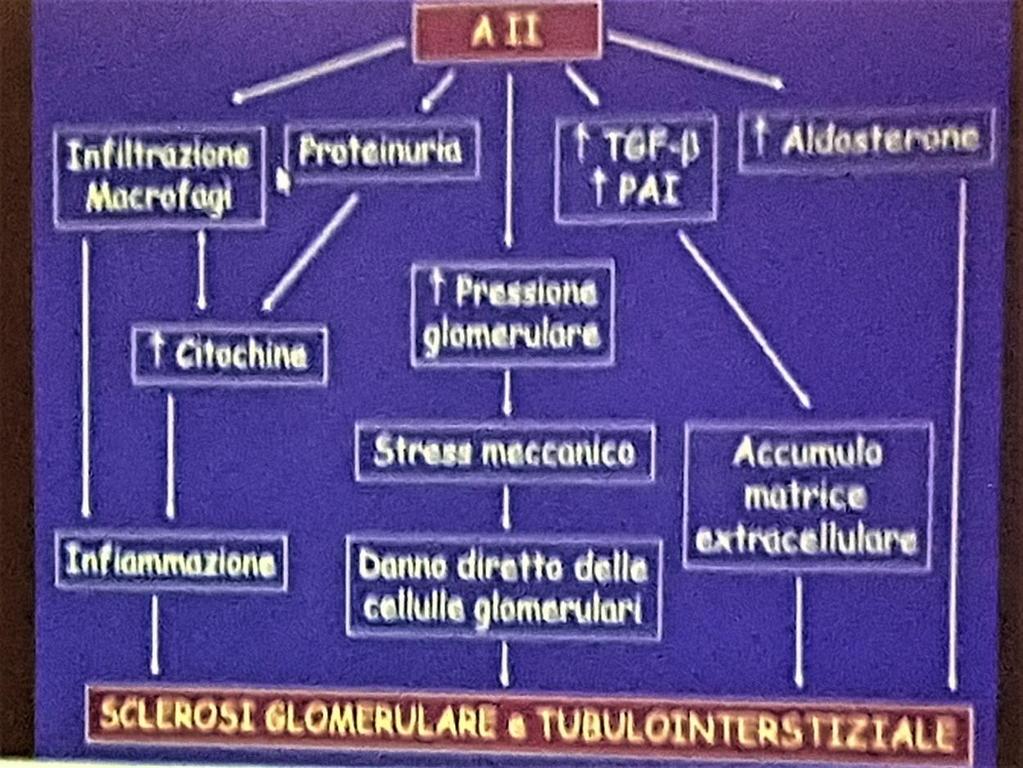 N.B. Nonostante una quota di albumina persa, una grossa parte di questa viene riassorbita a livello tubulare.