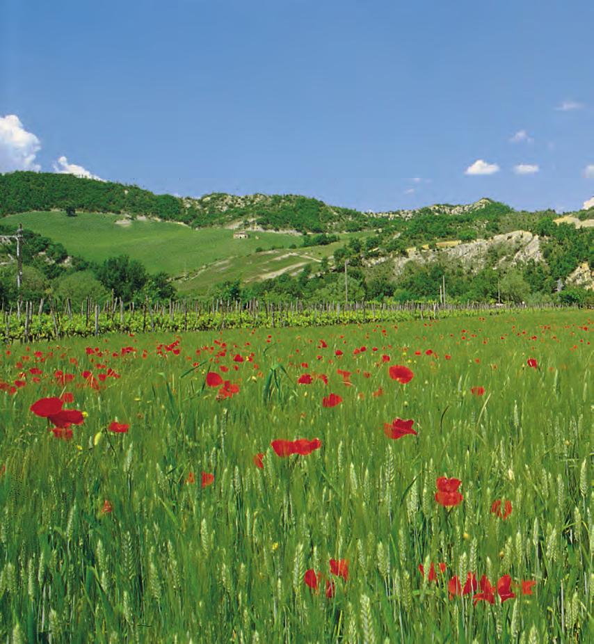 PANNELLO 14 Il Pannello con le più basse emissioni Molto di più del semplice Pannello Ecologico!