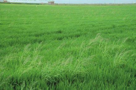 Infestazione da Leptochloa fascicularis ANNO 2015 VARIETA' OPALE LOCALITA' SIMAXIS (OR) TIPO DI SEMINA SEMINA IN ACQUA TIPO DI TERRENO SCIOLTO DOSE DI SEMINA Kg/ha 200 PRECESSIONE COLTURALE RISO DATA