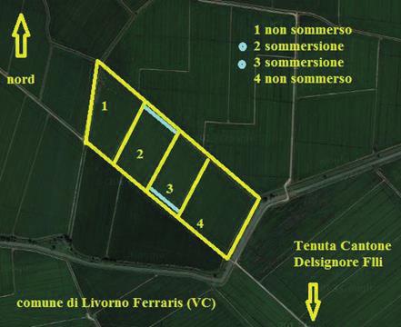 Livorno Ferraris, 4 marzo 2015 Località: Livorno Ferraris(VC) Tipo di suolo: medio impasto Concimazione kg/ha Varietà: CL15 N P₂O₅ K₂O Tipo e data di semina: interrata a file 22/4 135 24 150 Tesi