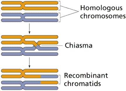 DIPLOTENE 3) la ricombinazione: crossing over I quattro cromatidi della tetrade sono visibili individualmente, aumenta la separazione tra gli omologhi, contemporaneamente scompare il