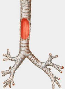 Anatomia