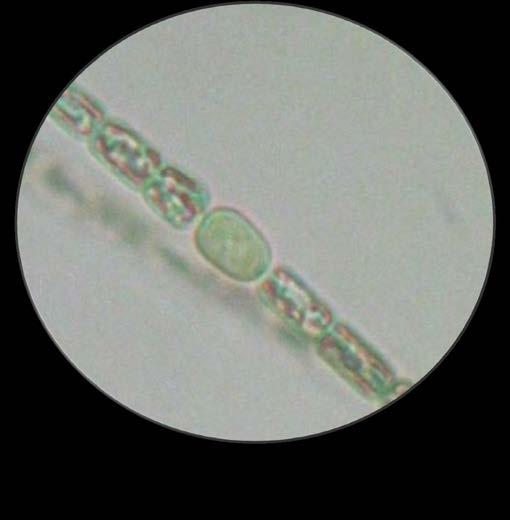 specie beneficiava delle specializzazioni metaboliche delle