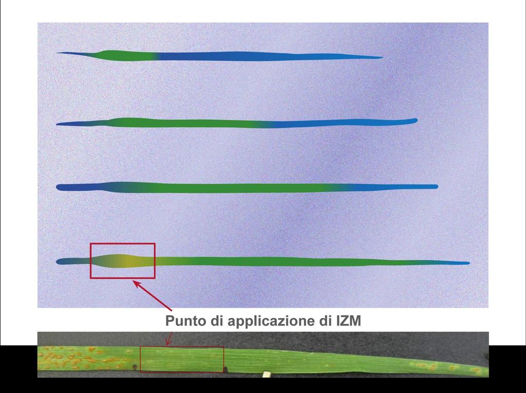 Residualità e movimento fogliare: Isopyrazam Isopyrazam ha un ottima capacità di re-distribuzione