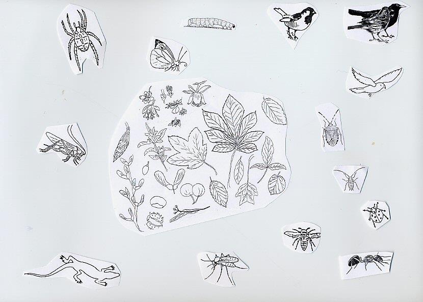 Abbiamo una copia grande dei disegni degli animali e delle piante e discutiamo chi mangia chi/che cosa con la