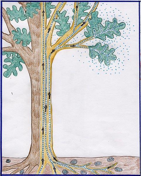 Come e perché in autunno gli alberi perdono le foglie? Molti degli alberi che vivono in paesi dove gli inverni sono rigidi, perdono le foglie ogni anno.