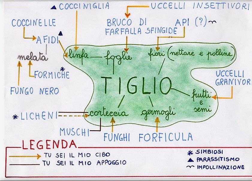 Il Tiglio