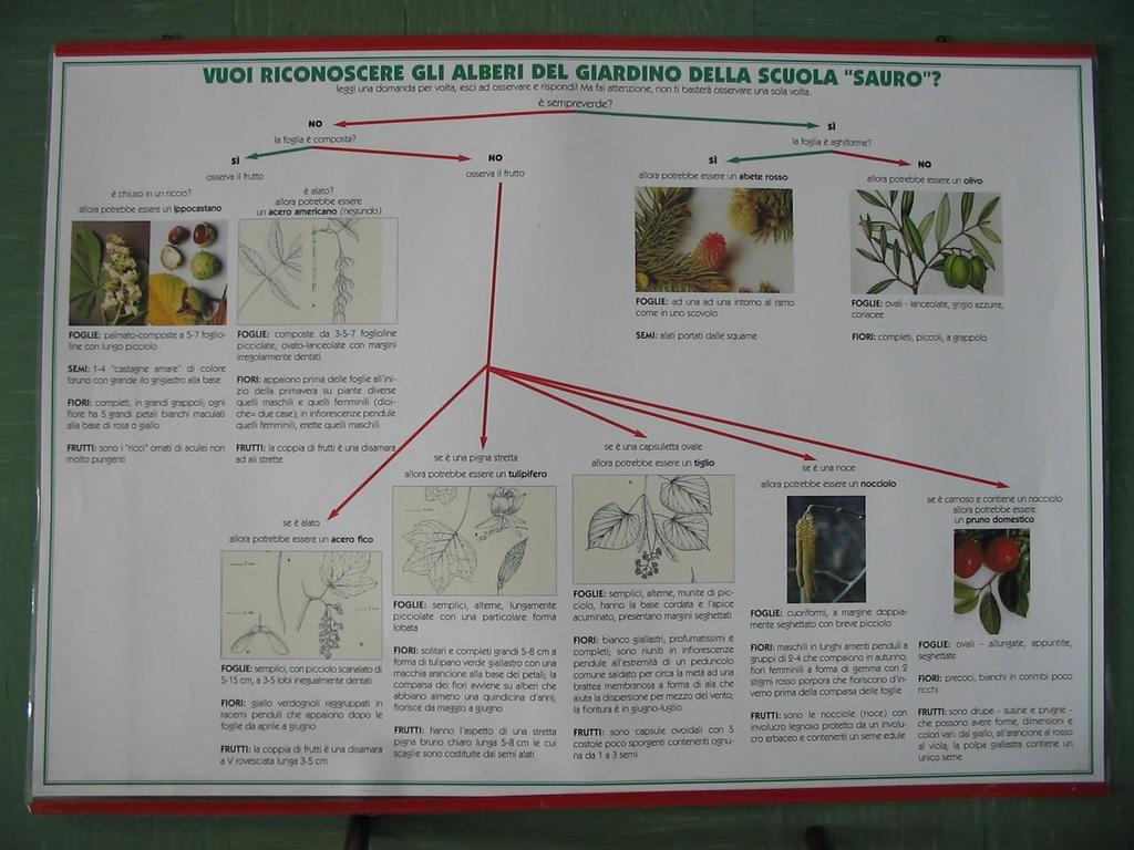 Nel giardino della scuola (osservare per riconoscere e per