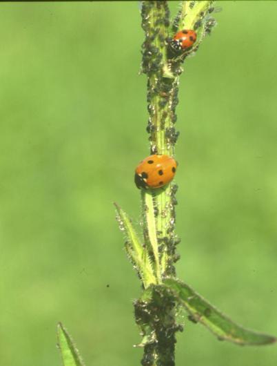 5 lattuga Ditteri Agromizidi Lyriomiza huidobrensis Tab.