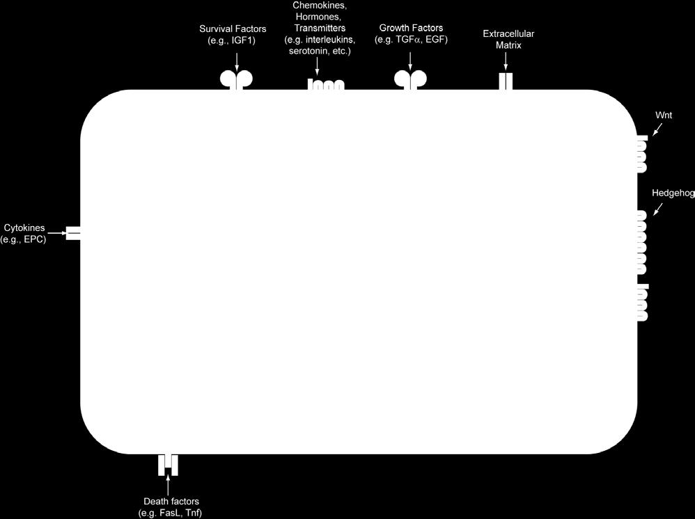 membrana delle cellule target