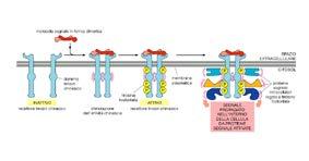 e quindi la gene regulation